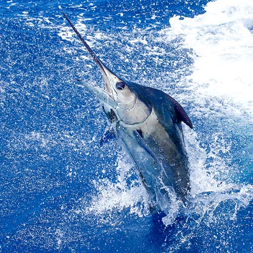 The Fishing - Piper Sportfishing